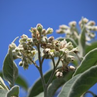 <i>Solanum erianthum</i>  D.Don